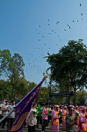 Bats in the sky at Wat Phnom
