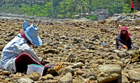 Looking for clams on Kalim Beach.a