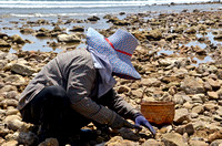 Looking for clams on Kalim Beach