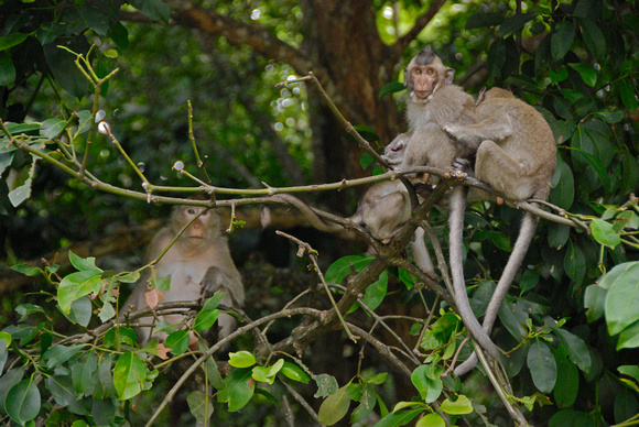 Monkeys in Shianoukville