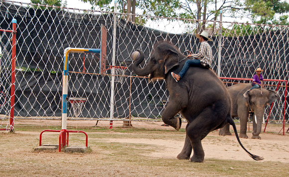 Going for the Dunk. Surin Elephant camp