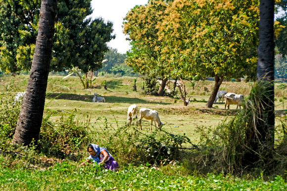 Lady in field with cows