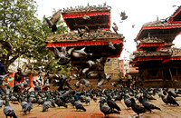 Pigeons at Kathmandu Durbar square
