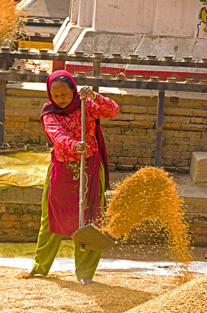 Worker Throwing rice, Patan, Nepal