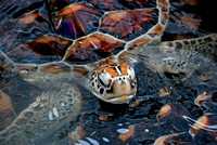 Sea Turtle Release Ceremony