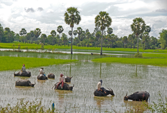 Water Buffalo's in the rice paddy