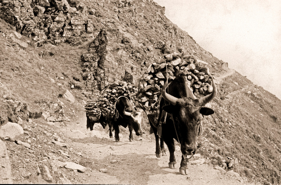 Yaks on the trail