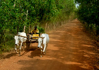 Cow drawn cart on dirt road