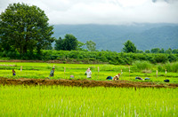 Rice fields  nothern THailand