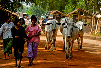 People and Cows in the street Kandal.jpg