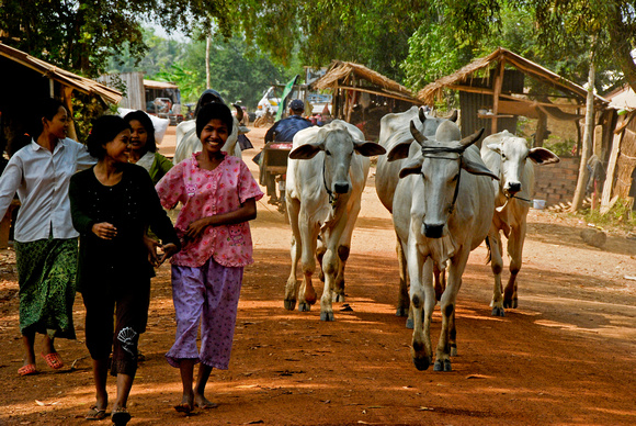 People and Cows in the street Kandal.jpg