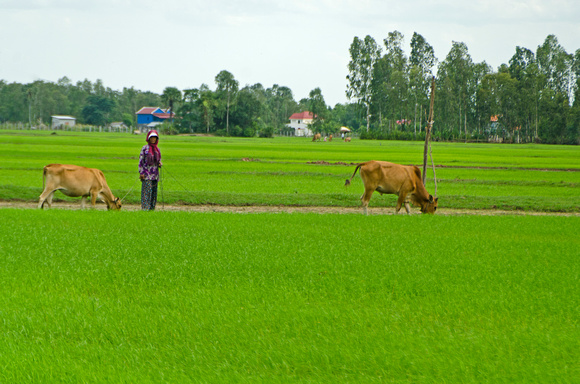 Rice fields in Svay Rieng